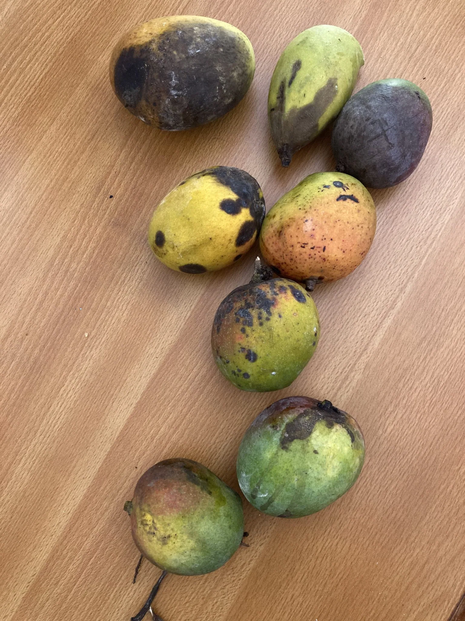 איך לבחור ולשמור על מנגו בצורה מיטבית – ישירות מהעוטף