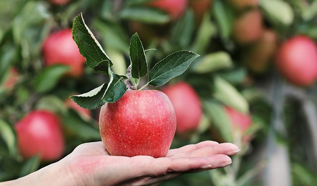 מהחקלאי לצלחת: סיפורו של תפוח