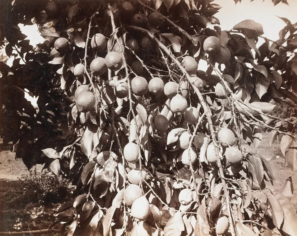 מתנות חג מעוצבות עם ירקות ופירות עונתיים: מתנה בריאה וייחודית לט"ו בשבט