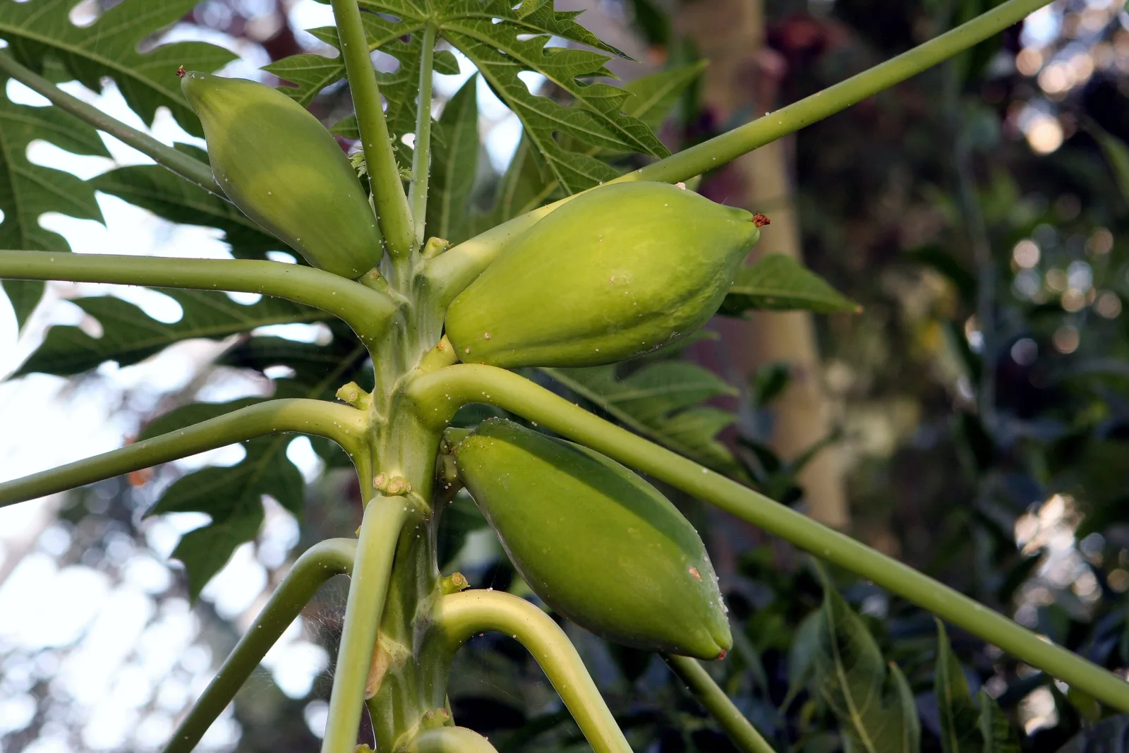 פפאיה פרי או ירק? התשובה תלויה בצבע הקליפה