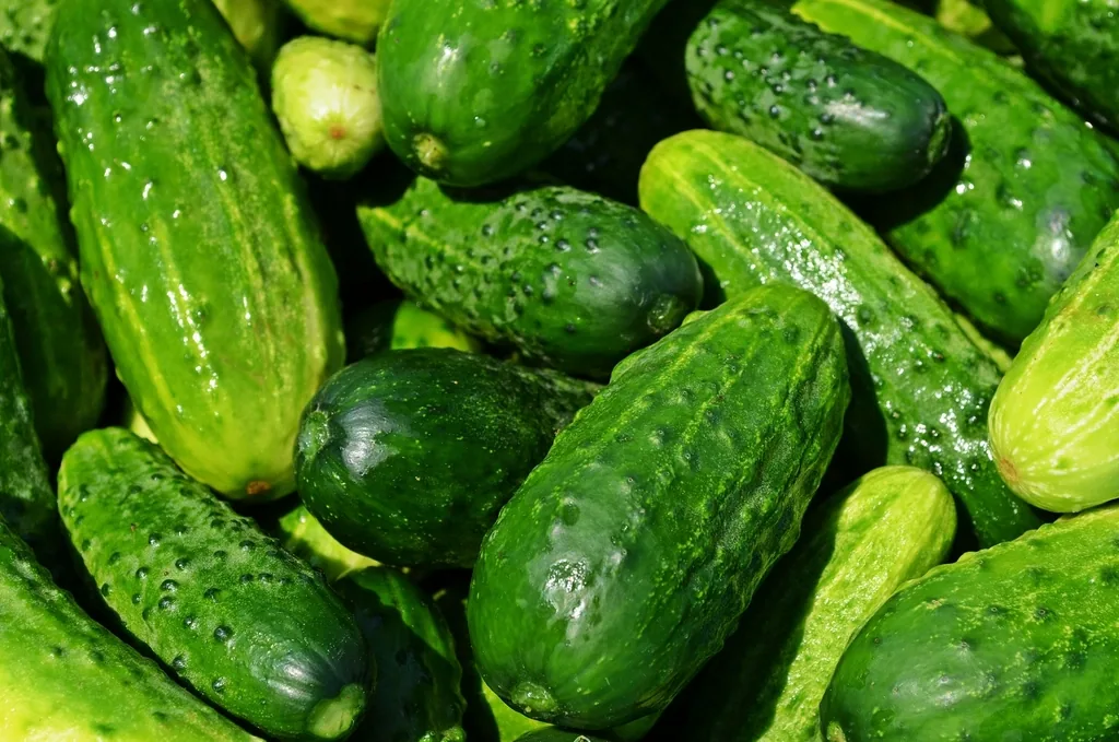 ירקות חתוכים שמחזיקים בקופסה עד ההפסקה