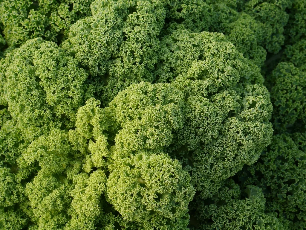 ינואר בשוק, החודש המתוק של החורף