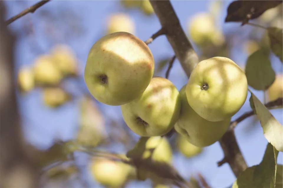 איך להכין מגשי פירות טריים מושלמים לט"ו בשבט: כל מה שצריך לדעת