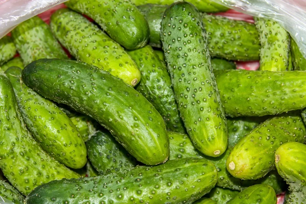 מלפפון פריך, בחירת פרי ישר וקשה