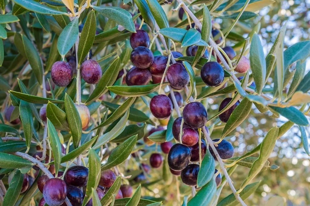 מתנדבים בקטיף: איך מצטרפים ולמה זה ממכר