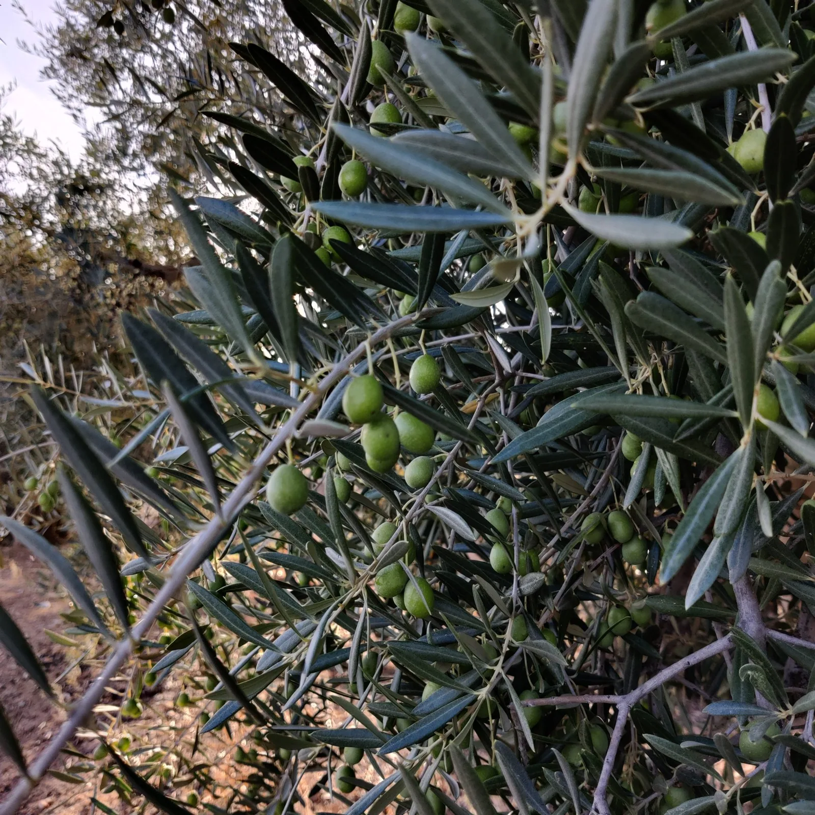 שולחים מתנה מרחוק: סל טרי עם ברכה אישית