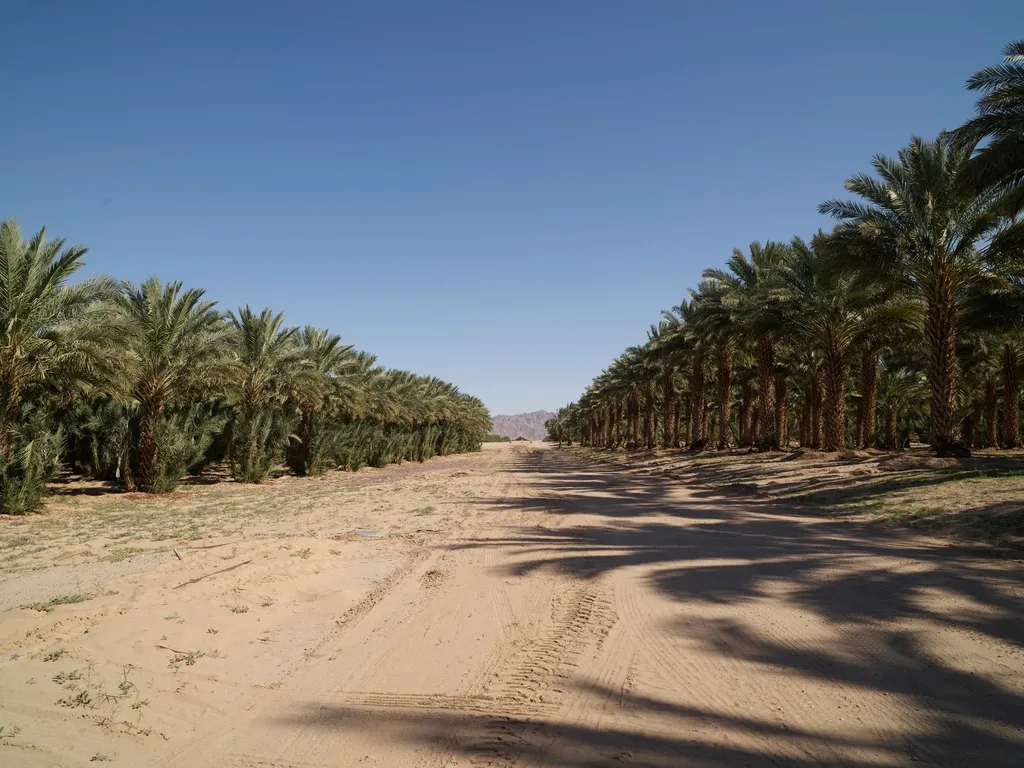 איך שומרים תמר טרי בבית בלי שיתייבש