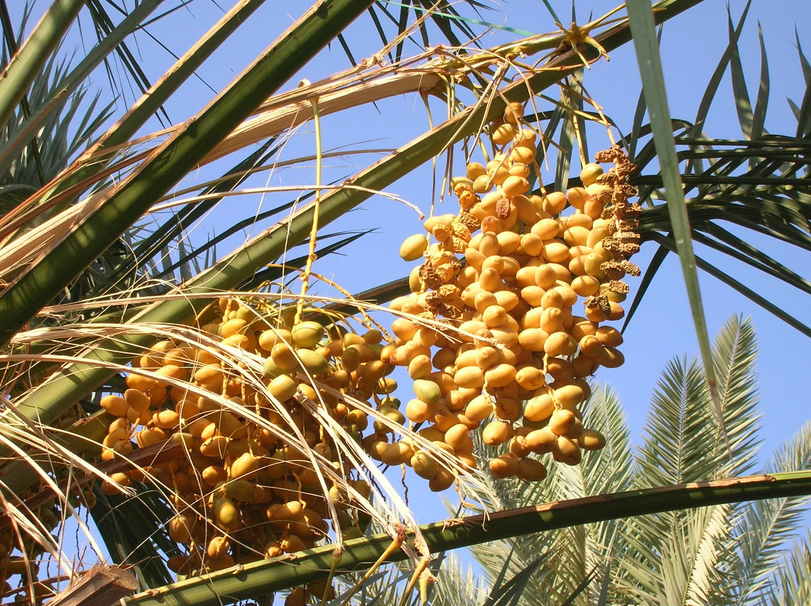 איך בוחרים תמר טוב: מה בודקים לפני שקונים