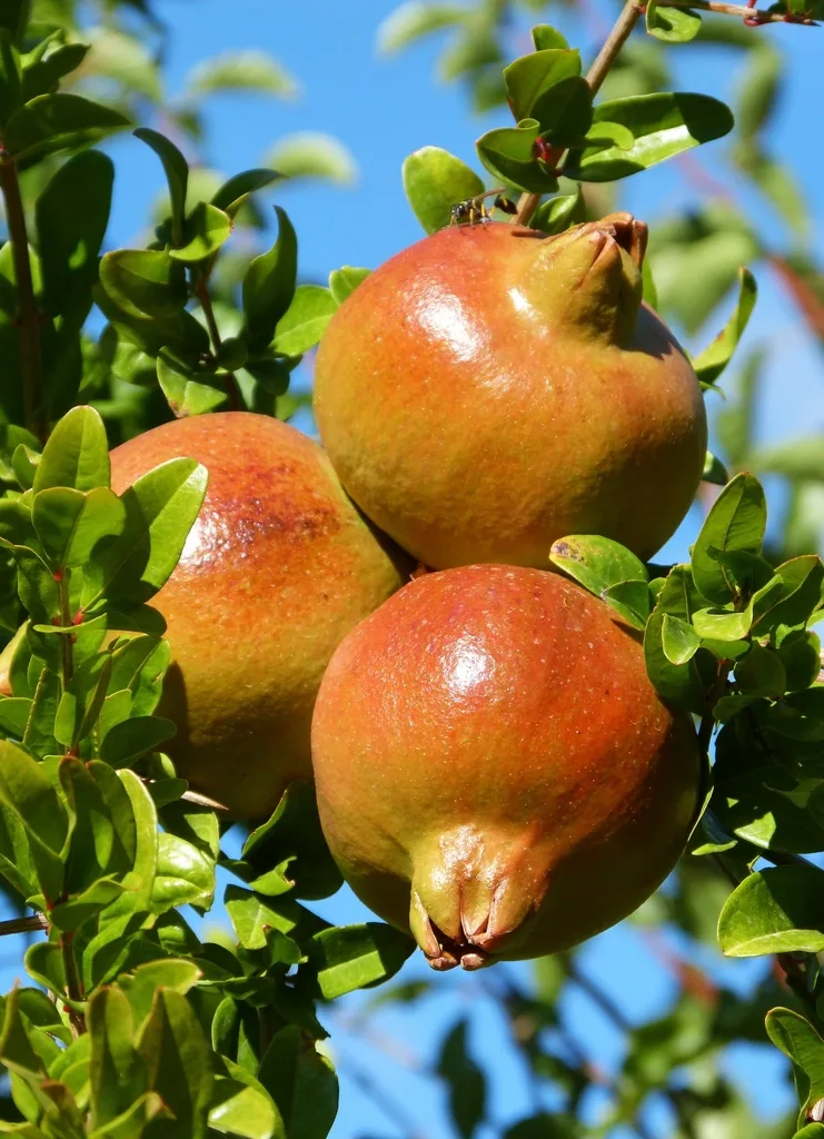 רימון מלא בגרגרים, סימני בשלות בקליפה